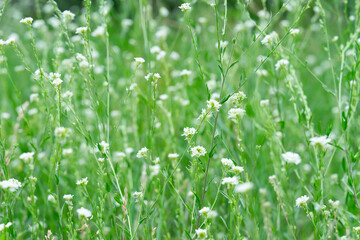 Lush green meadow filled with vibrant summer flowers in a sunny rural landscape