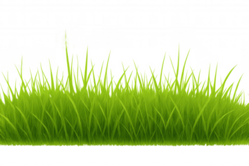 Green spring grass line or border frame with fresh green vibrant blades, showing growth on transparent background for seasons