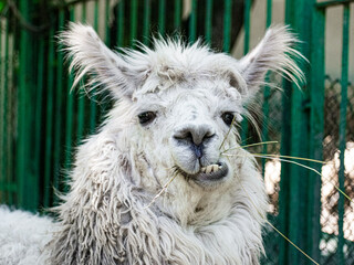 Close-up portrait of a white llama chewing straw with a humorous expression. Detailed fur texture and natural light capture this playful animal moment. © Marin