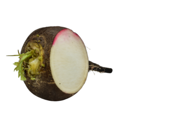 Winter radish fruit with black skin isolated on PNG background.