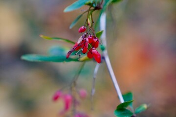 Red barberries hang closely on a branch with green leaves against a blurred background, capturing the essence of autumn's vibrant color palette in nature's detail.