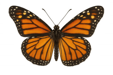 Naklejka premium Monarch butterfly spreading wings, isolated with transparent background, representing nature, freedom, change, ecosystem
