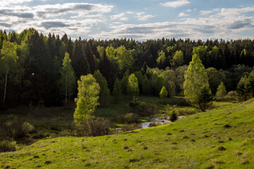 Lush green hillside with varied forest trees, including vibrant birches and dark evergreens, under...