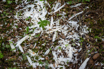 White bird feathers widely scattered across a forest floor, interspersed with green moss, leaves, and small plants