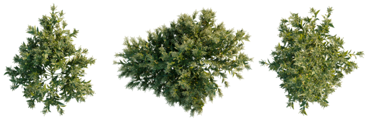 Cestrum nocturnum tree plan, top view, cutout, transparent background, isolate, Ornamental shrubs for landscaping design, urban gardening, and 3D rendering