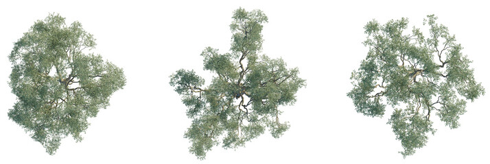 Eucalyptus leucoxylon tree plan, top view, cutout, transparent background, isolate, Lush tree...