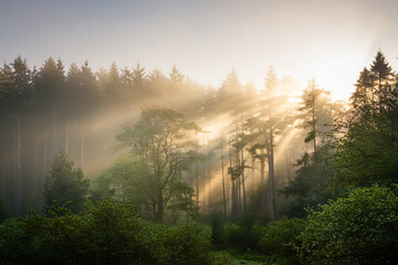 Sunbeams through trees teach children about light, emotion, and peaceful observation
