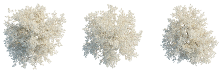 Pyrus calleryana tree plan, top view, cutout, transparent background, isolate, Aerial views of flowering trees bring nature's beauty to your designs