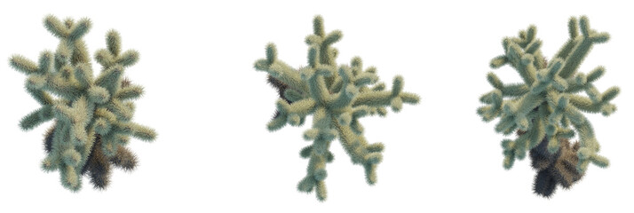 Cylindropuntia bigelovii tree plan, top view, cutout, transparent background, isolate, Unique cactus plants in full bloom, vibrant detail against dark background © DH Tree Stock