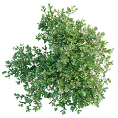 Arbutus unedo tree plan, top view, cutout, transparent background, isolate, Lush green shrub with vibrant leaves, perfect for landscape design projects
