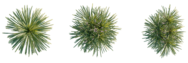 Liriope muscari tree plan, top view, cutout, transparent background, isolate, Elegant green foliage with delicate purple flowers, overhead garden view