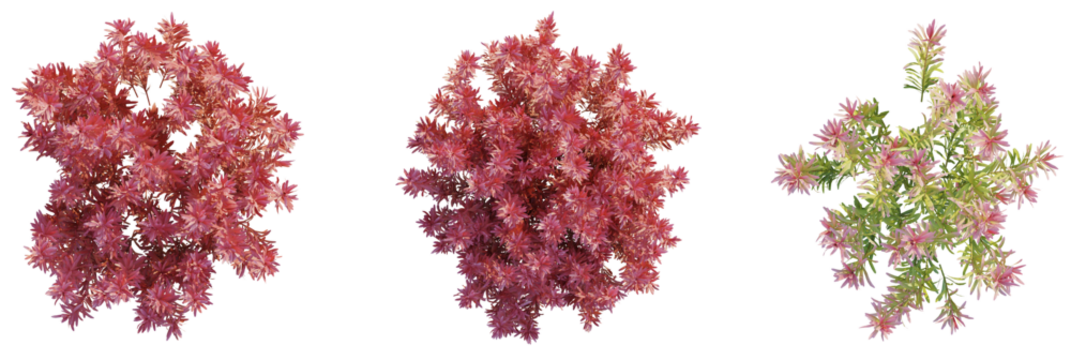 Rotala rotundifolia Red tree plan, top view, cutout, transparent background, isolate, Vibrant colorful plants in full bloom, perfect for modern design projects