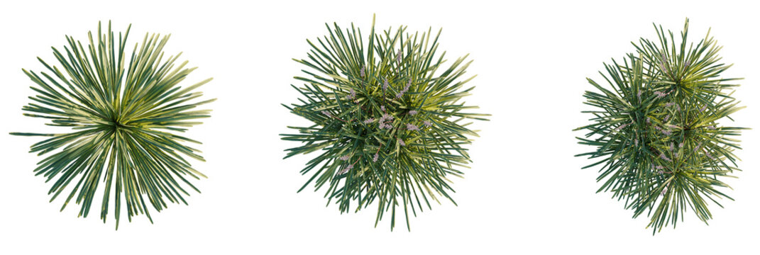 Liriope muscari tree plan, top view, cutout, transparent background, isolate, Elegant green foliage with delicate purple flowers, overhead garden view - Powered by Adobe