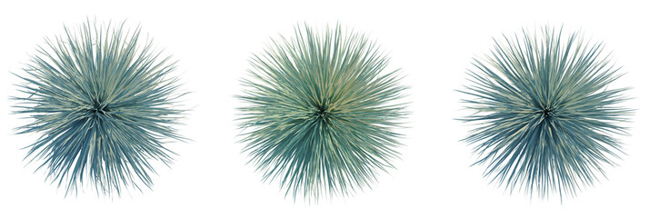 Yucca rostrata tree plan, top view, cutout, transparent background, isolate, Unique spiky plant arrangement with striking blue hues for modern design © DH Tree Stock