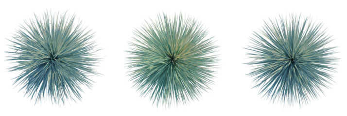 Yucca rostrata tree plan, top view, cutout, transparent background, isolate, Unique spiky plant arrangement with striking blue hues for modern design