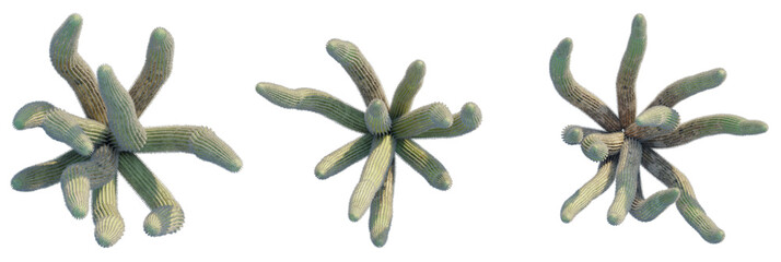 Stenocereus thurberi tree plan, top view, cutout, transparent background, isolate, Unique cacti...