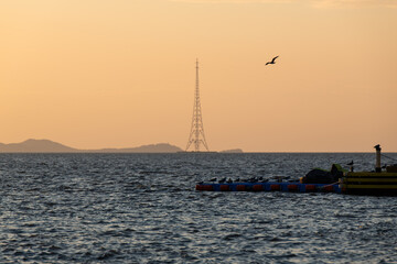 idyllic seascape with a flying seagull, pylon and pier during sunset