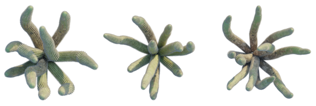 Stenocereus thurberi tree plan, top view, cutout, transparent background, isolate, Unique cacti arrangement, botanical texture, desert plant life, modern design