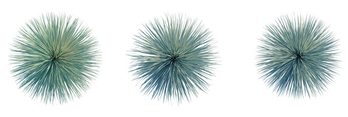 Yucca rostrata tree plan, top view, cutout, transparent background, isolate, Striking agave plants...