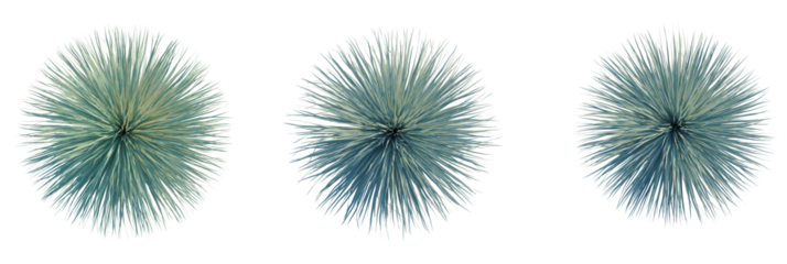 Yucca rostrata tree plan, top view, cutout, transparent background, isolate, Striking agave plants with spiky leaves, modern abstract design element