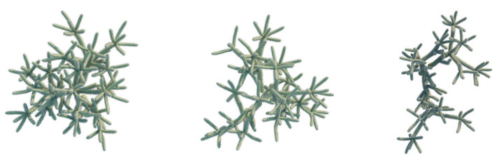 Naklejka premium Cylindropuntia spinosior tree plan, top view, cutout, transparent background, isolate, Abstract spiky plant forms isolated, creating a modern, minimalist aesthetic.