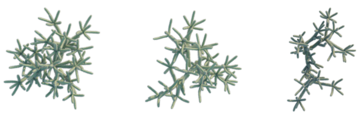 Cylindropuntia spinosior tree plan, top view, cutout, transparent background, isolate, Abstract spiky plant forms isolated, creating a modern, minimalist aesthetic.