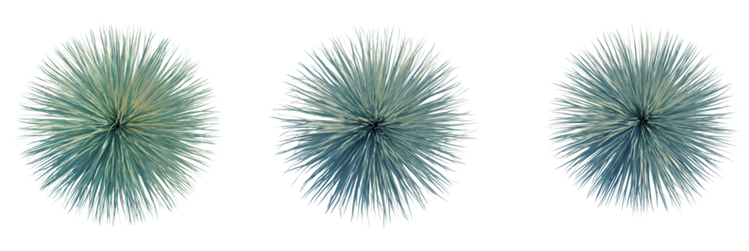 Yucca rostrata tree plan, top view, cutout, transparent background, isolate, Striking agave plants with spiky leaves, modern abstract design element
