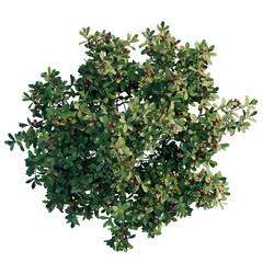 Arctostaphylos uva-ursi tree plan, top view, cutout, transparent background, isolate, Lush green...