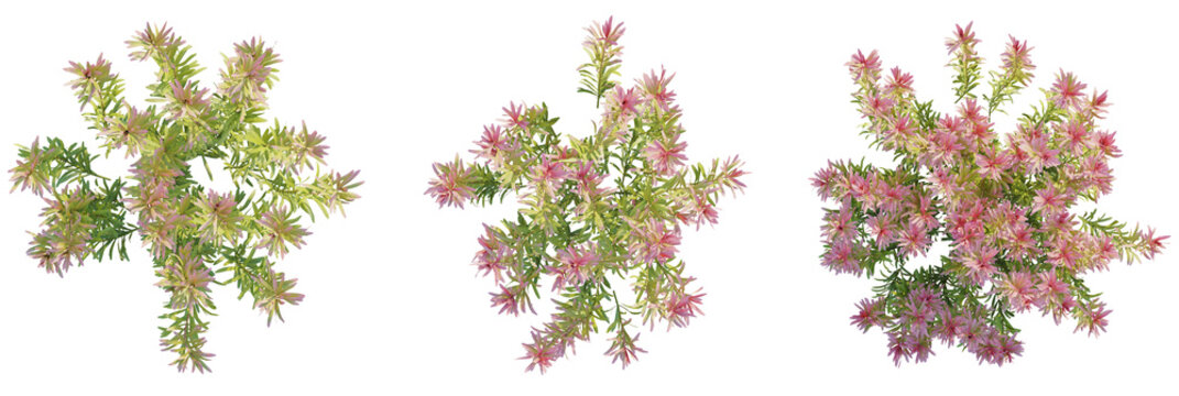 Rotala rotundifolia Red tree plan, top view, cutout, transparent background, isolate, Vibrant pink and green floral arrangements, perfect for elegant design projects
