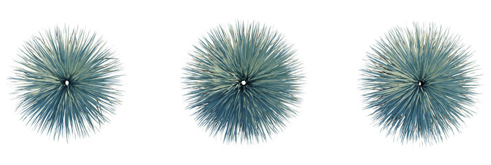 Dasylirion wheeleri tree plan, top view, cutout, transparent background, isolate, Unique agave...