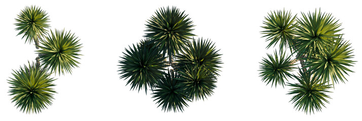 Yucca aloifolia tree plan, top view, cutout, transparent background, isolate, Vibrant Yucca plants viewed from above, perfect for modern design projects