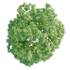 Obraz premium Artabotrys odoratissimus tree plan, top view, cutout, transparent background, isolate, Lush green tree canopy viewed from above, perfect for architectural renders