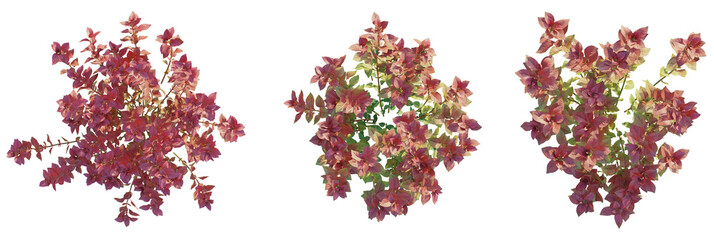 Ludwigia palustris Super Red tree plan, top view, cutout, transparent background, isolate, Vibrant pink bougainvillea branches with delicate leaves, perfect for design