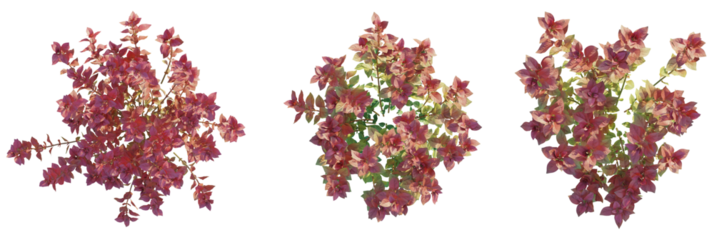 Ludwigia palustris Super Red tree plan, top view, cutout, transparent background, isolate, Vibrant pink bougainvillea branches with delicate leaves, perfect for design