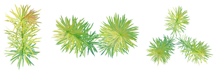 Ludwigia inclinata tree plan, top view, cutout, transparent background, isolate, Vibrant green...
