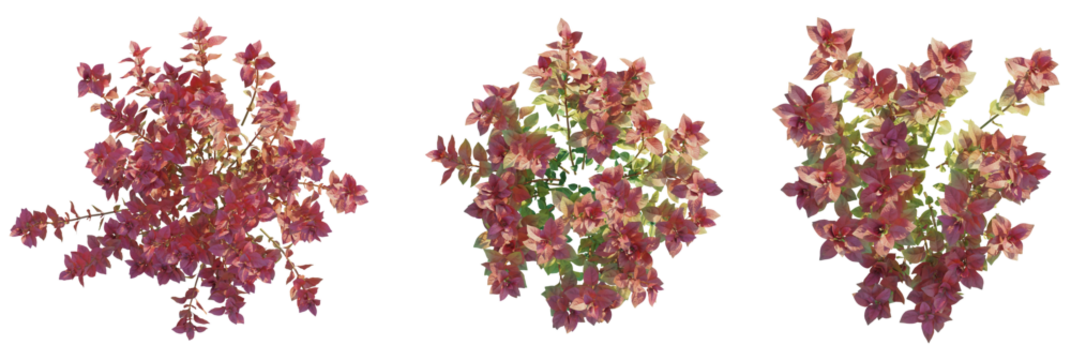 Ludwigia palustris Super Red tree plan, top view, cutout, transparent background, isolate, Vibrant pink bougainvillea branches with delicate leaves, perfect for design