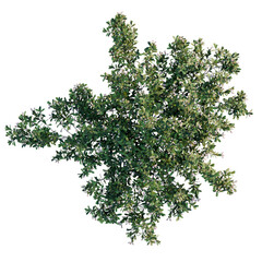Arctostaphylos uva-ursi tree plan, top view, cutout, transparent background, isolate, Overhead view of flowering bush, ideal for landscape design projects