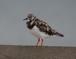 turnstone