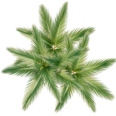 Dypsis Lutescens tree plan, top view, cutout, transparent background, isolate, Vibrant palm fronds viewed from above, perfect for tropical designs