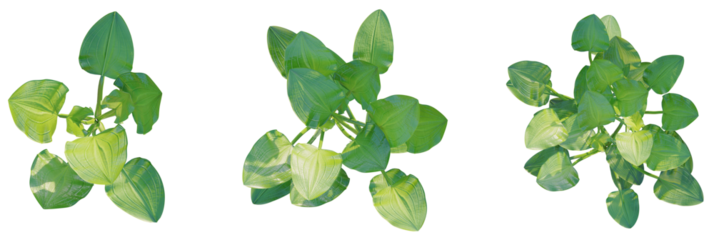 Echinodorus cordifolius tree plan, top view, cutout, transparent background, isolate, Lush green tropical plant leaves with sunlight casting gentle shadows