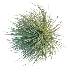 Carex morrowii Ice Dance tree plan, top view, cutout, transparent background, isolate, Lush ornamental grass with variegated green and cream blades