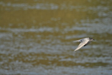 A black tern flying over the river and hunting for insects and small fish swimming in the water.