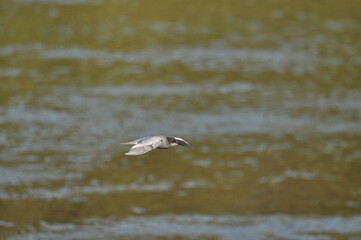 A black tern flying over the river and hunting for insects and small fish swimming in the water. © TRINGA