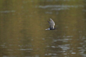 A black tern flying over the river and hunting for insects and small fish swimming in the water. © TRINGA