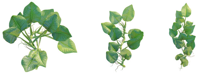 Anubias barteri tree plan, top view, cutout, transparent background, isolate, Lush green leaves create vibrant, refreshing botanical design element