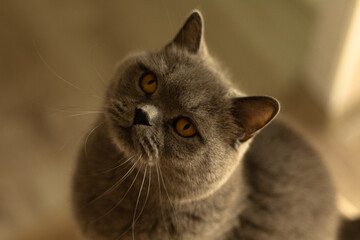 Elegant British Shorthair cat standing upright and looking up