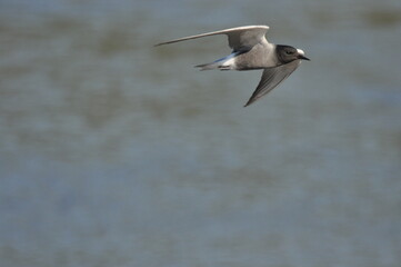 A black tern flying over the river and hunting for insects and small fish swimming in the water. © TRINGA
