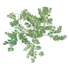 Fototapeta premium Cephalanthus occidentalis tree plan, top view, cutout, transparent background, isolate, Vibrant green leaves and delicate white blossoms on tree branches