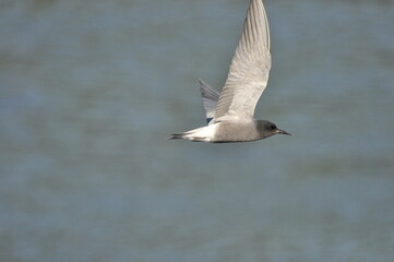A black tern flying over the river and hunting for insects and small fish swimming in the water. © TRINGA