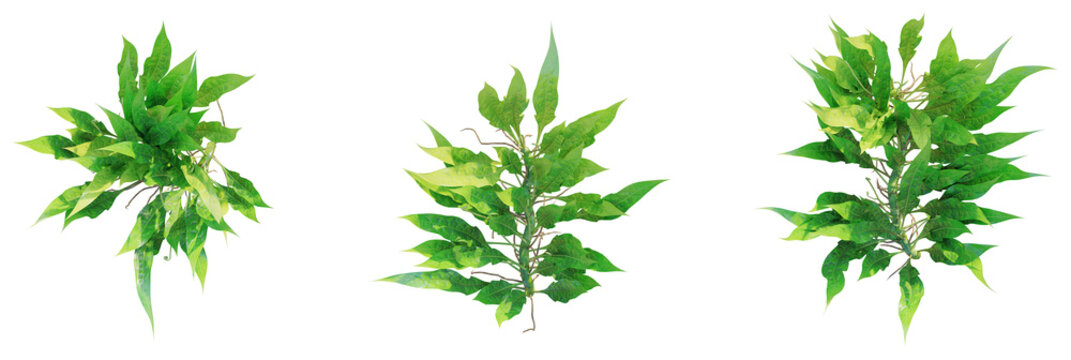 Microsorum pteropus tree plan, top view, cutout, transparent background, isolate, Vibrant green foliage branches with delicate stems, perfect for nature projects